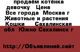 продаём котёнка девочку › Цена ­ 6 500 - Все города, Москва г. Животные и растения » Кошки   . Сахалинская обл.,Южно-Сахалинск г.